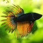 Spike - Mâle Crowntail Orange Bleu Royal 🇮🇩
