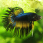 Bolt - Mâle Crowntail Jaune Bleu Electrique 🇮🇩