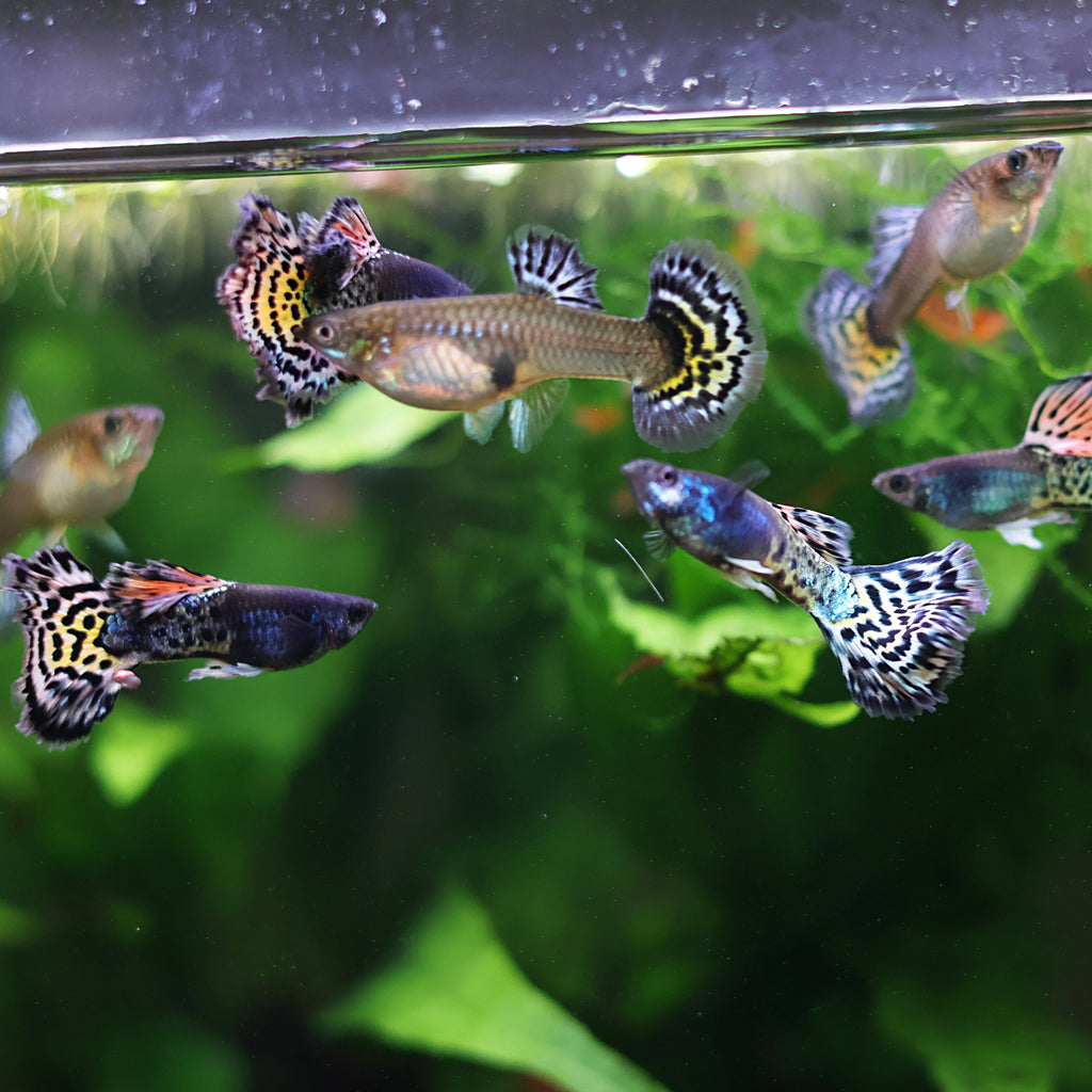 9/ Metal Leopard Multicolors Poecilia Reticulata / Souche Française 🇨🇵