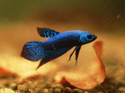 Mâle Plakat Alien Bleu Hybride
