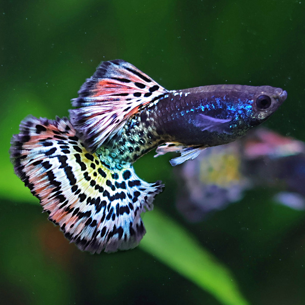 9/ Metal Leopard Multicolors Poecilia Reticulata / Souche Française 🇨🇵