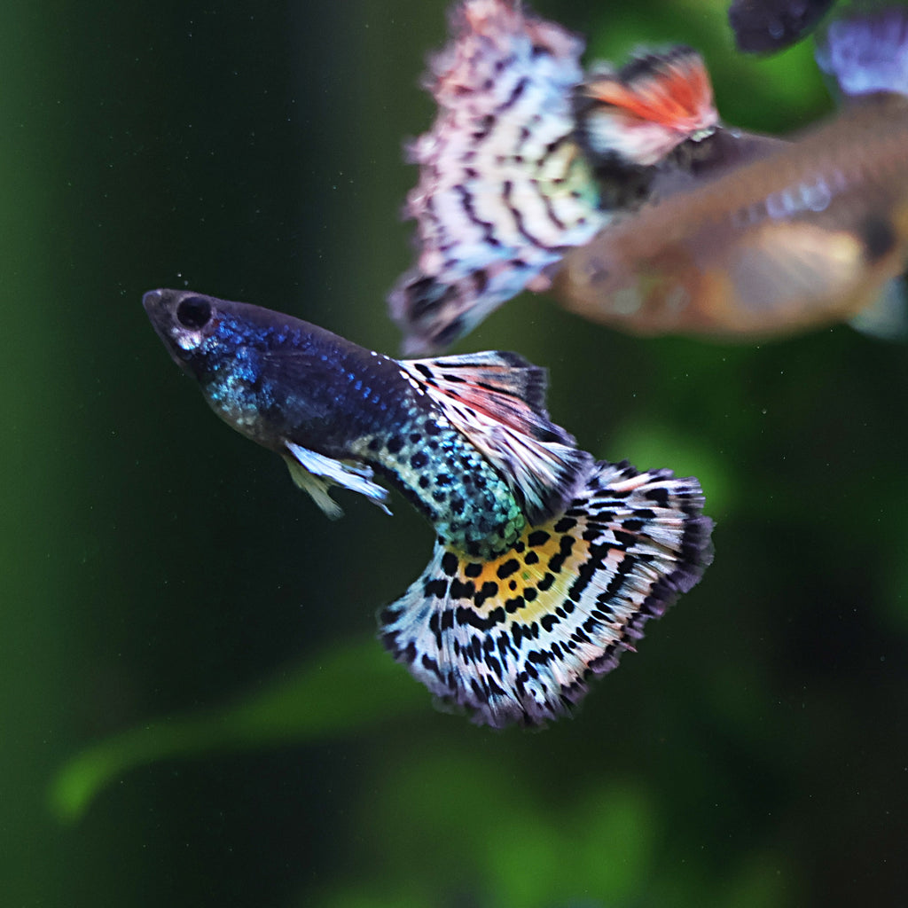9/ Metal Leopard Multicolors Poecilia Reticulata / Souche Française 🇨🇵