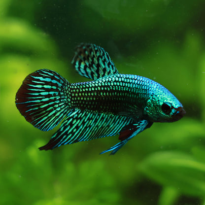 Mâle Plakat Alien Vert Hybride