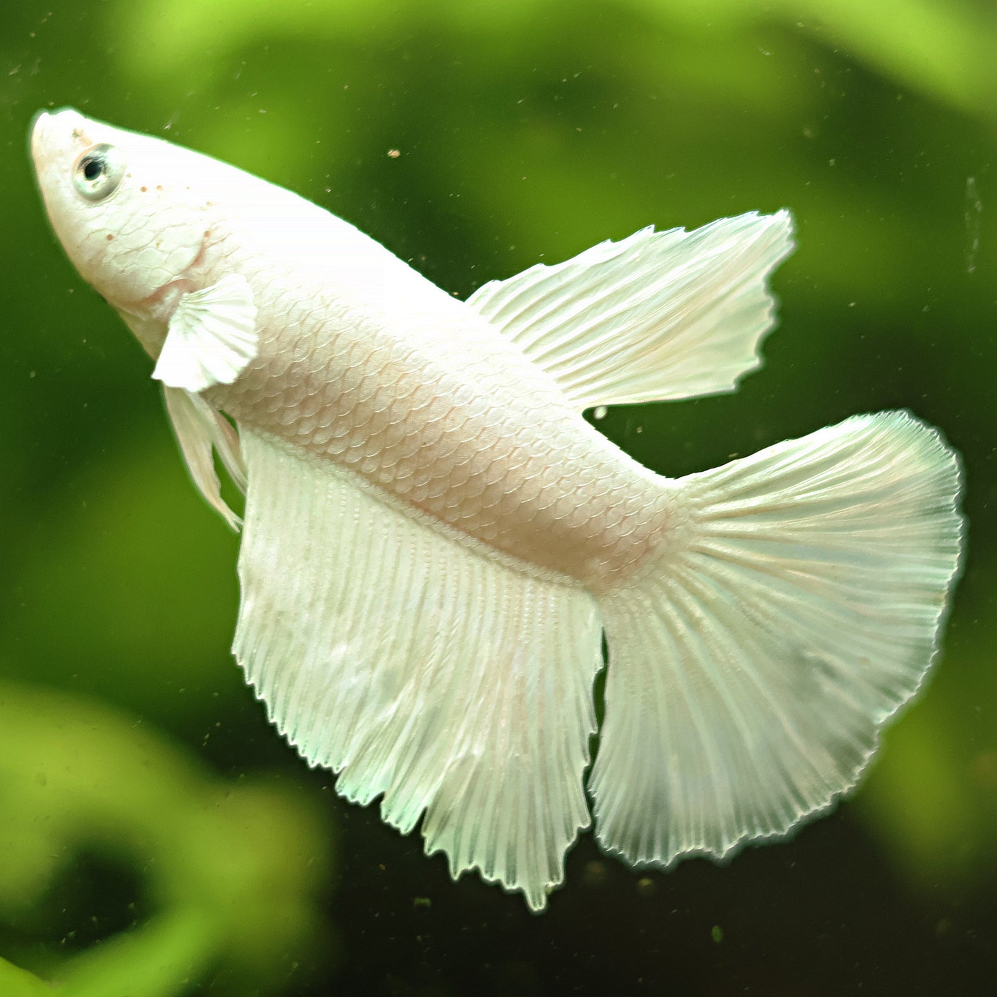 Cloudy - Mâle Voile Long Platinum Blanc 🇮🇩