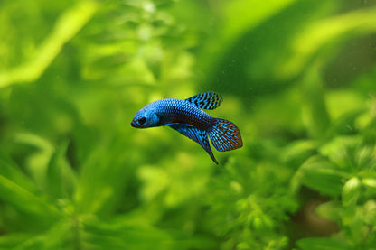 Mâle Plakat Alien Bleu Hybride