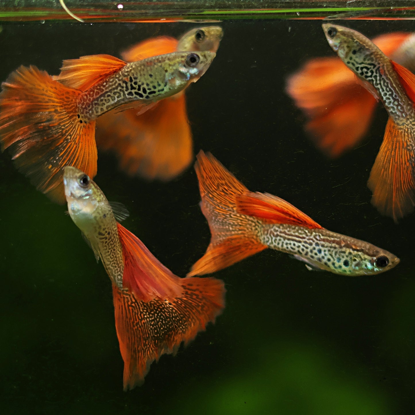 Mâle Red Lace Poecillia Reticulata