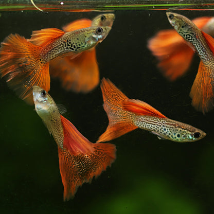 Mâle Red Lace Poecillia Reticulata