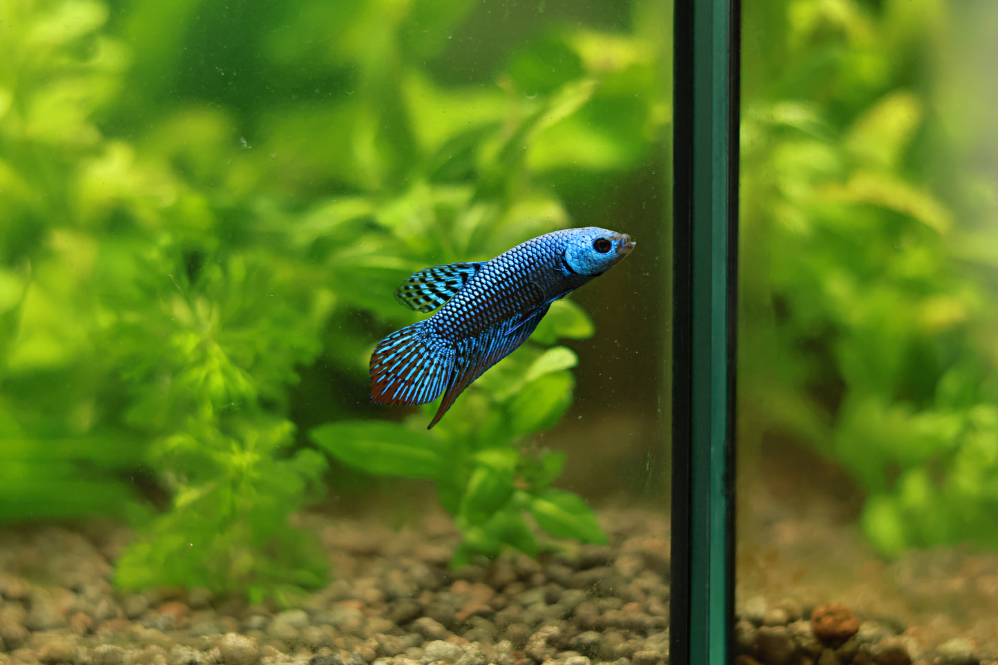 Mâle Plakat Alien Bleu Hybride