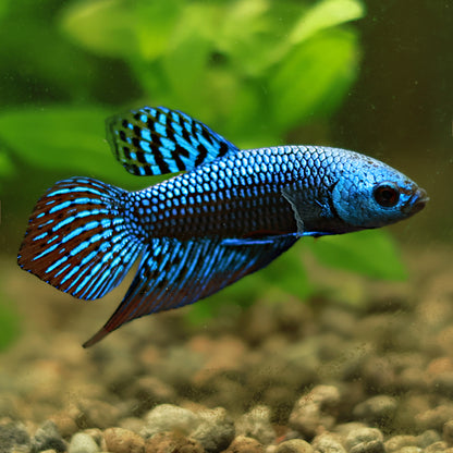 Mâle Plakat Alien Bleu Hybride