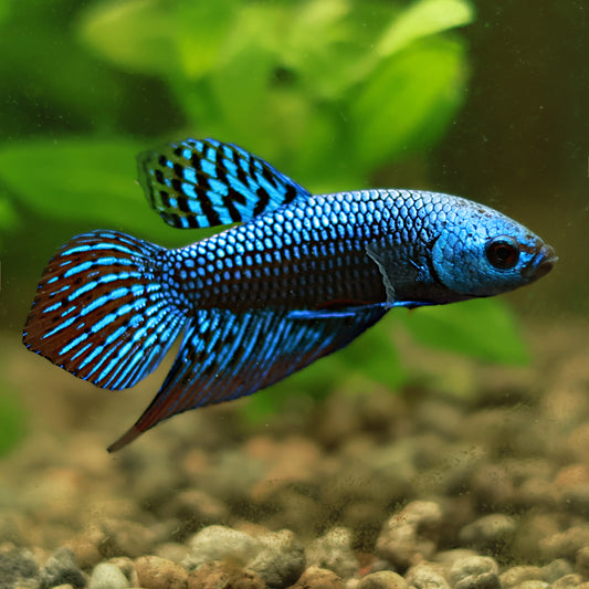 Mâle Plakat Alien Bleu Hybride