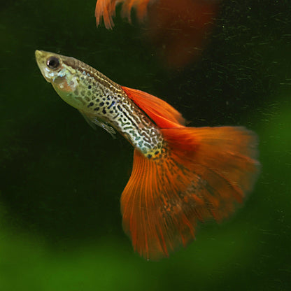 Mâle Red Lace Poecillia Reticulata