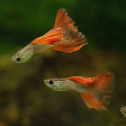 Mâle Red Lace Poecillia Reticulata