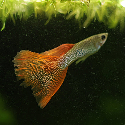 Mâle Red Lace Poecillia Reticulata