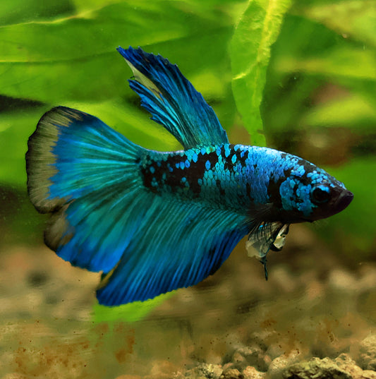 Male Voile Long Doubletail Avatar