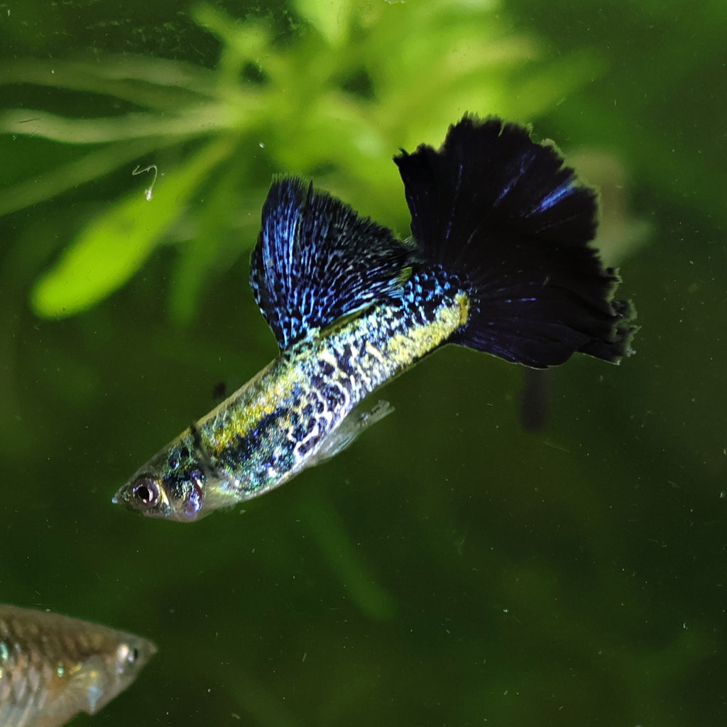 2/ Couple Cobra Bleu Navy Metallic Poecilia Reticulata 🇮🇩