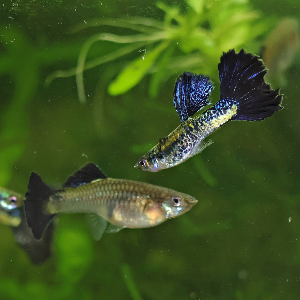 2/ Couple Cobra Bleu Navy Metallic Poecilia Reticulata 🇮🇩