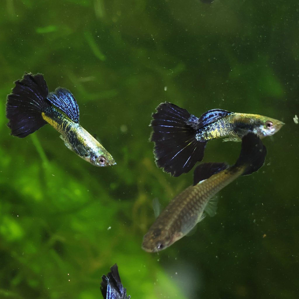 2/ Couple Cobra Bleu Navy Metallic Poecilia Reticulata 🇮🇩