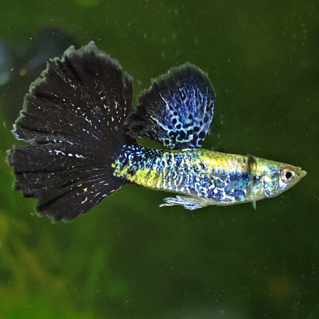 2/ Couple Cobra Bleu Navy Metallic Poecilia Reticulata 🇮🇩