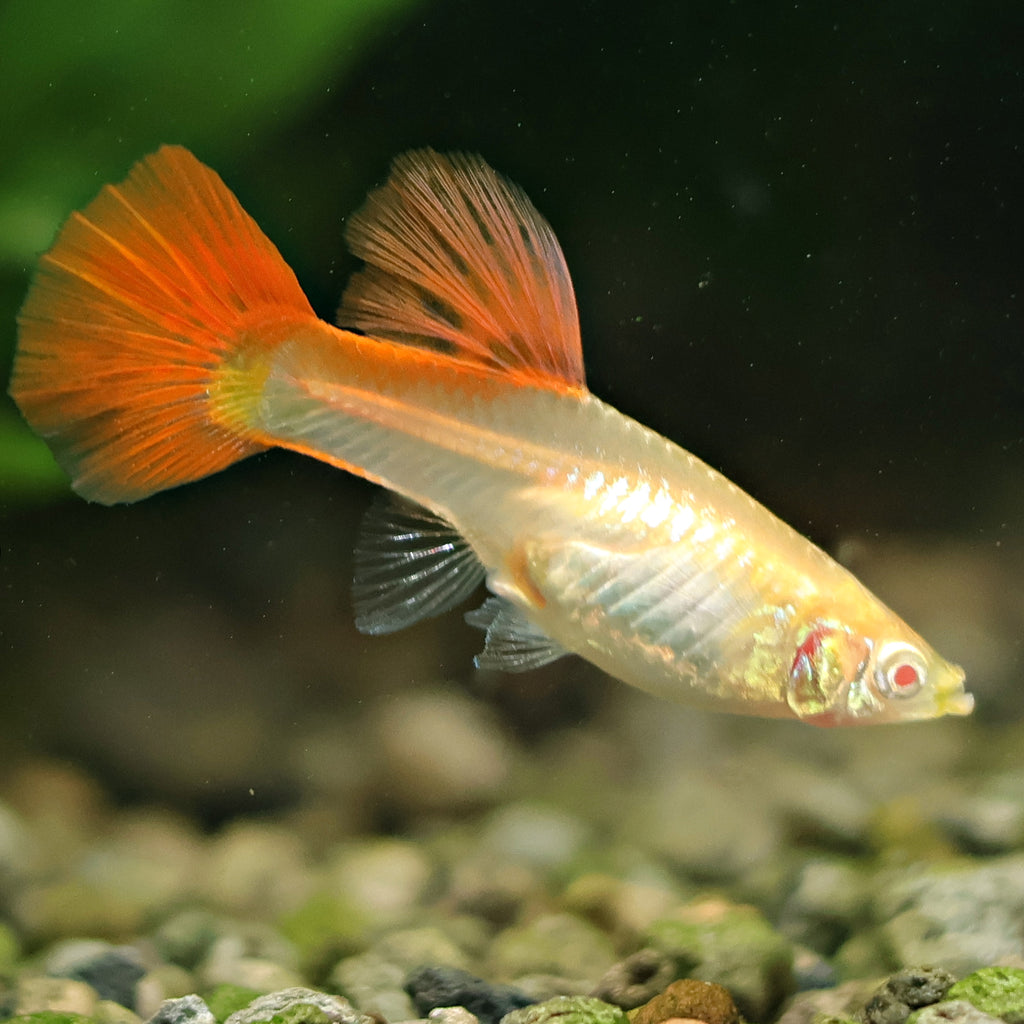 9b/ Couple Full Red Albino Poecilia Reticulata