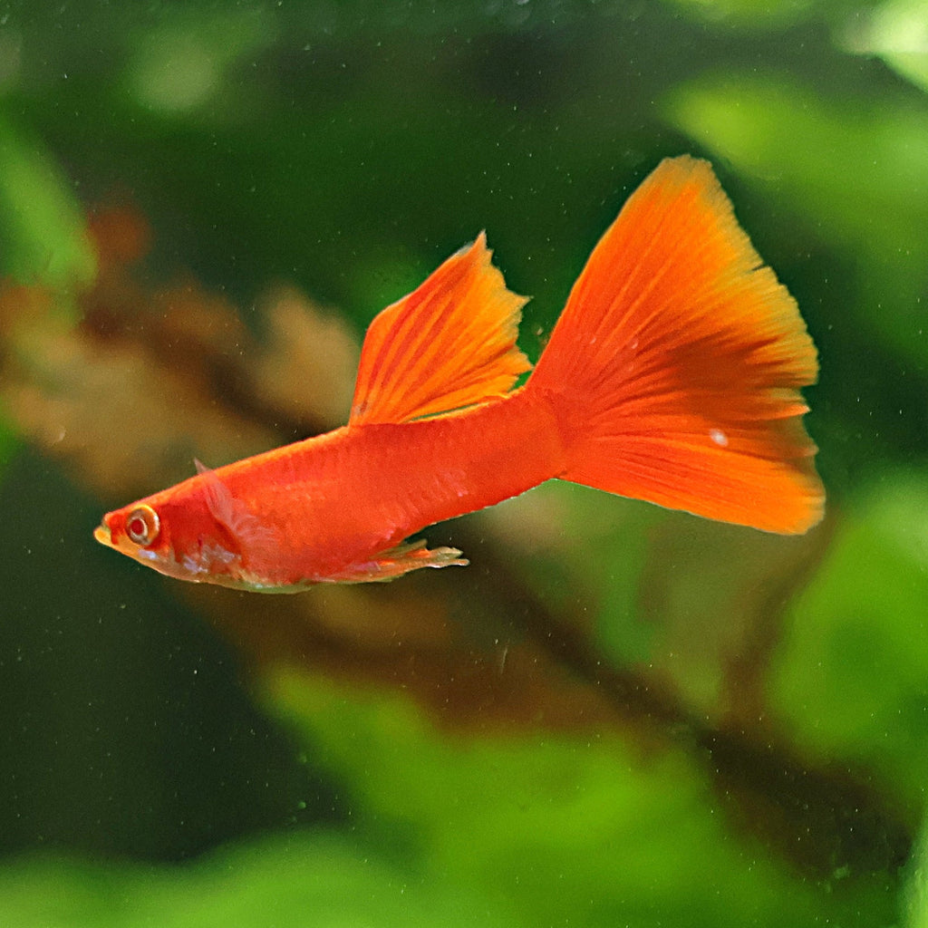 9b/ Couple Full Red Albino Poecilia Reticulata