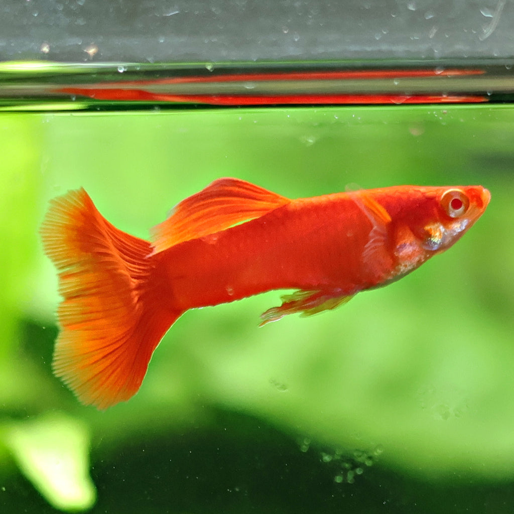 9b/ Couple Full Red Albino Poecilia Reticulata