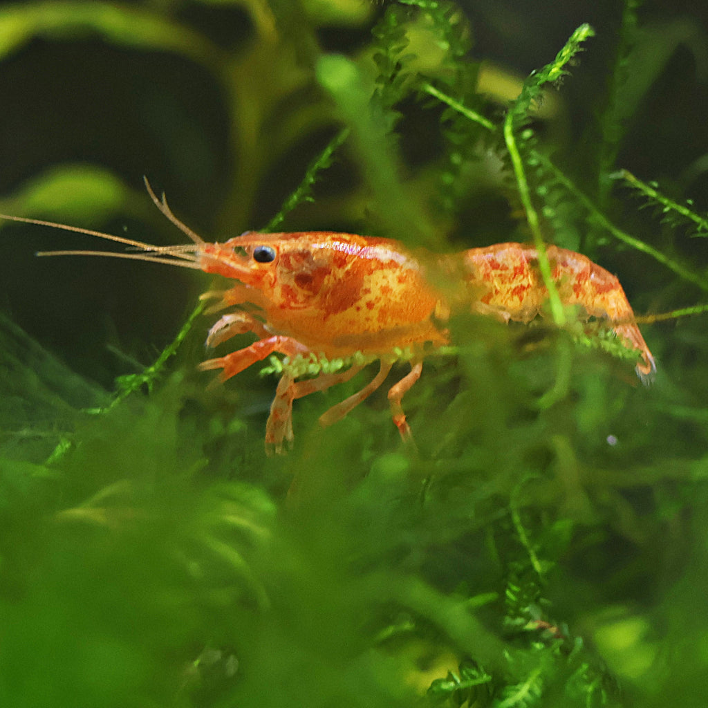 🧡Cambarellus patzcuarensis var. orange - CPO - Ecrevisse naine