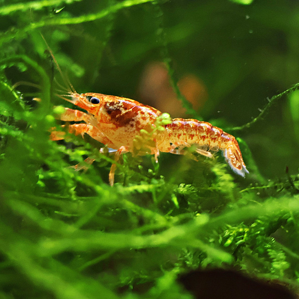 🧡Cambarellus patzcuarensis var. orange - CPO - Ecrevisse naine