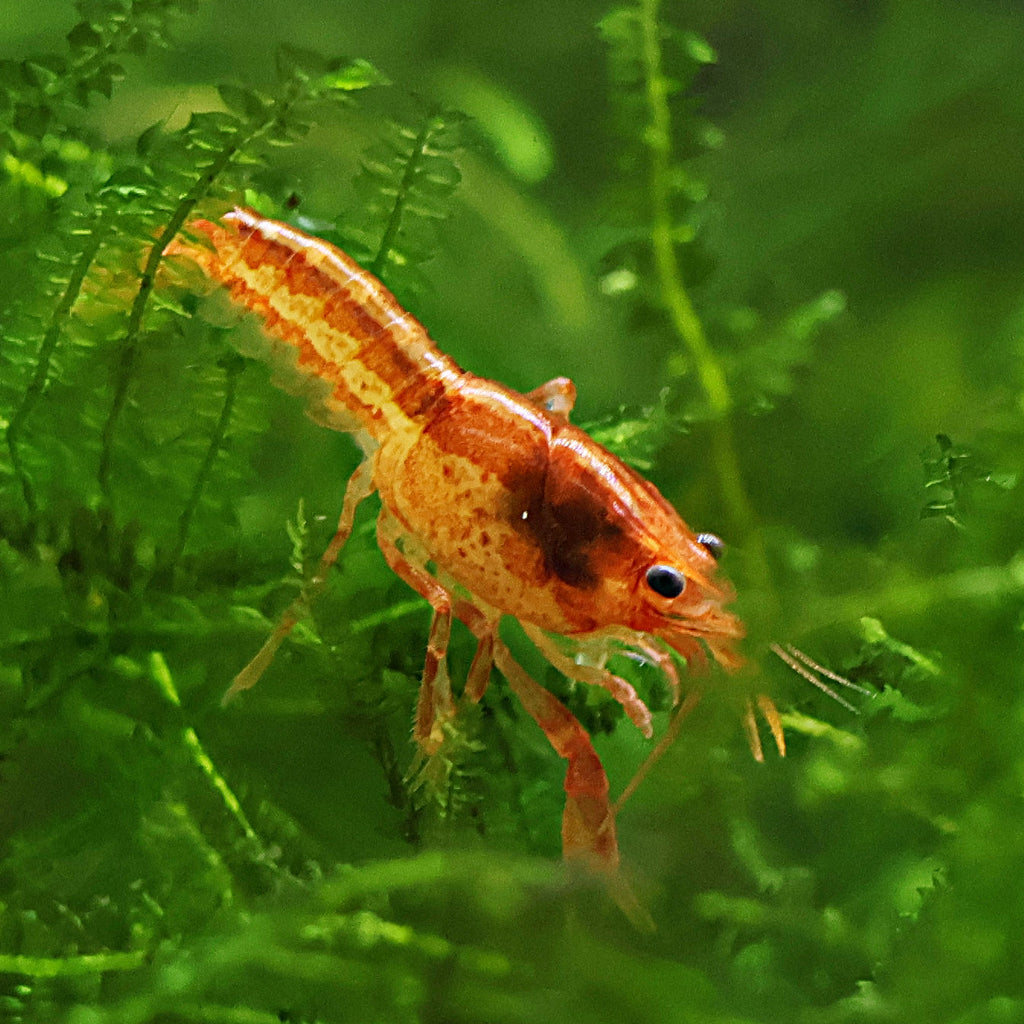 🧡Cambarellus patzcuarensis var. orange - CPO - Ecrevisse naine