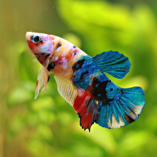 Chips - Male Plakat Multicolors