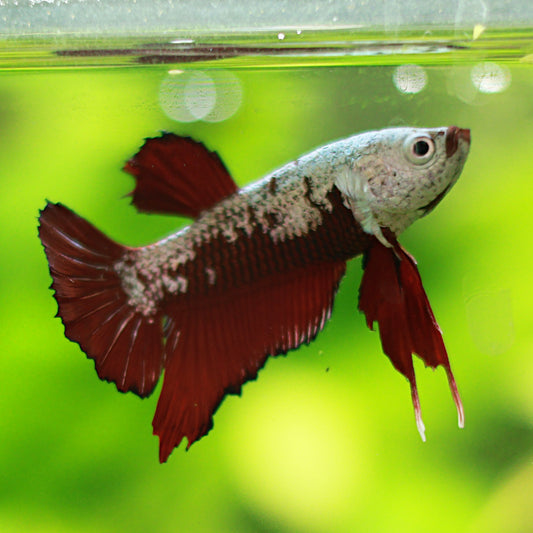 Kaboum - Male Plakat Samourai Red Rare