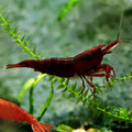🤎Crevette Neocaridina Bloody Mary - a l'unité