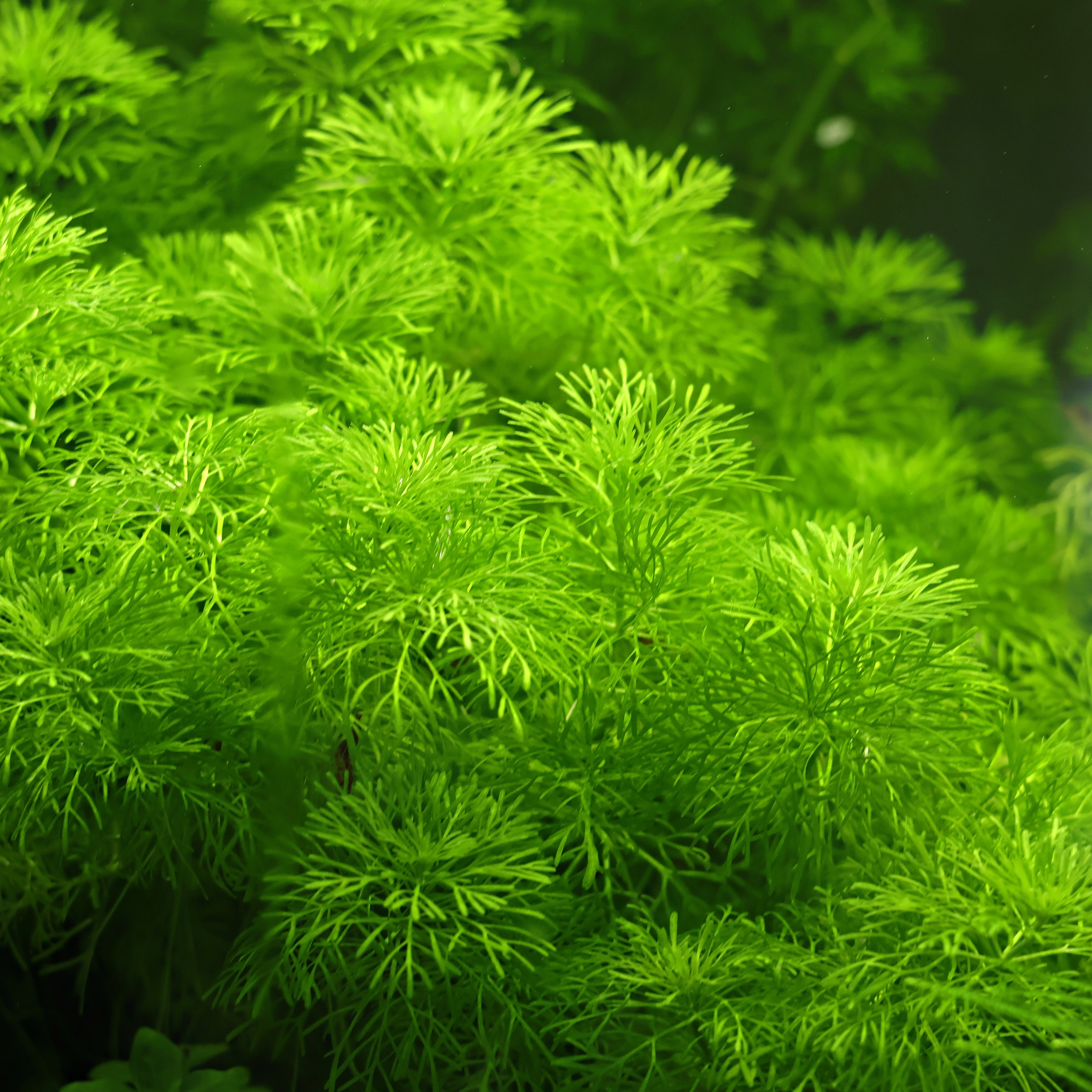 🌿Green- Engrais Liquide Croissance des Plantes - Flacon 60ml