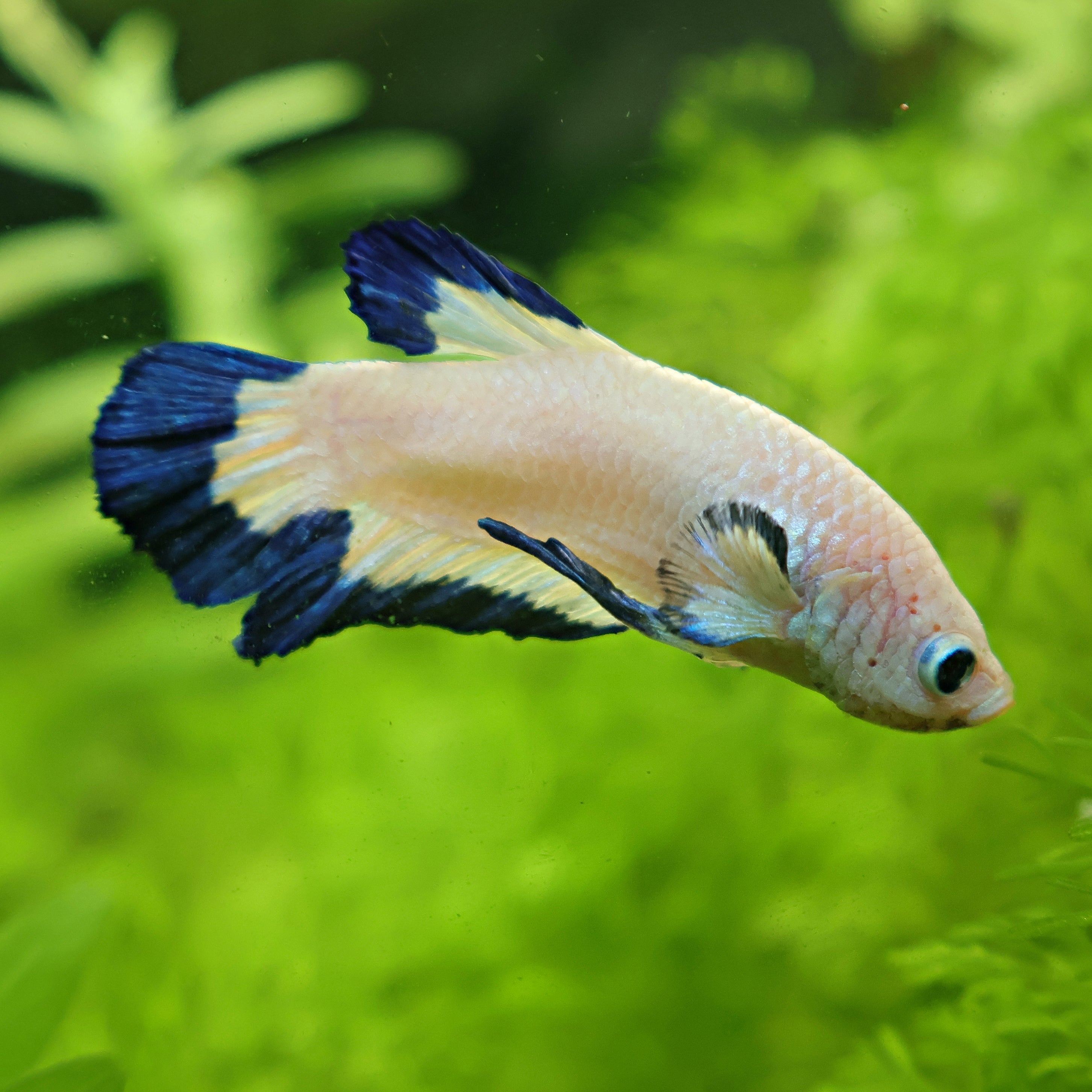 Spirit - Betta Mâle Blue Rim