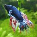 Bound - Mâle Betta Crowntail Bleu Armagedon