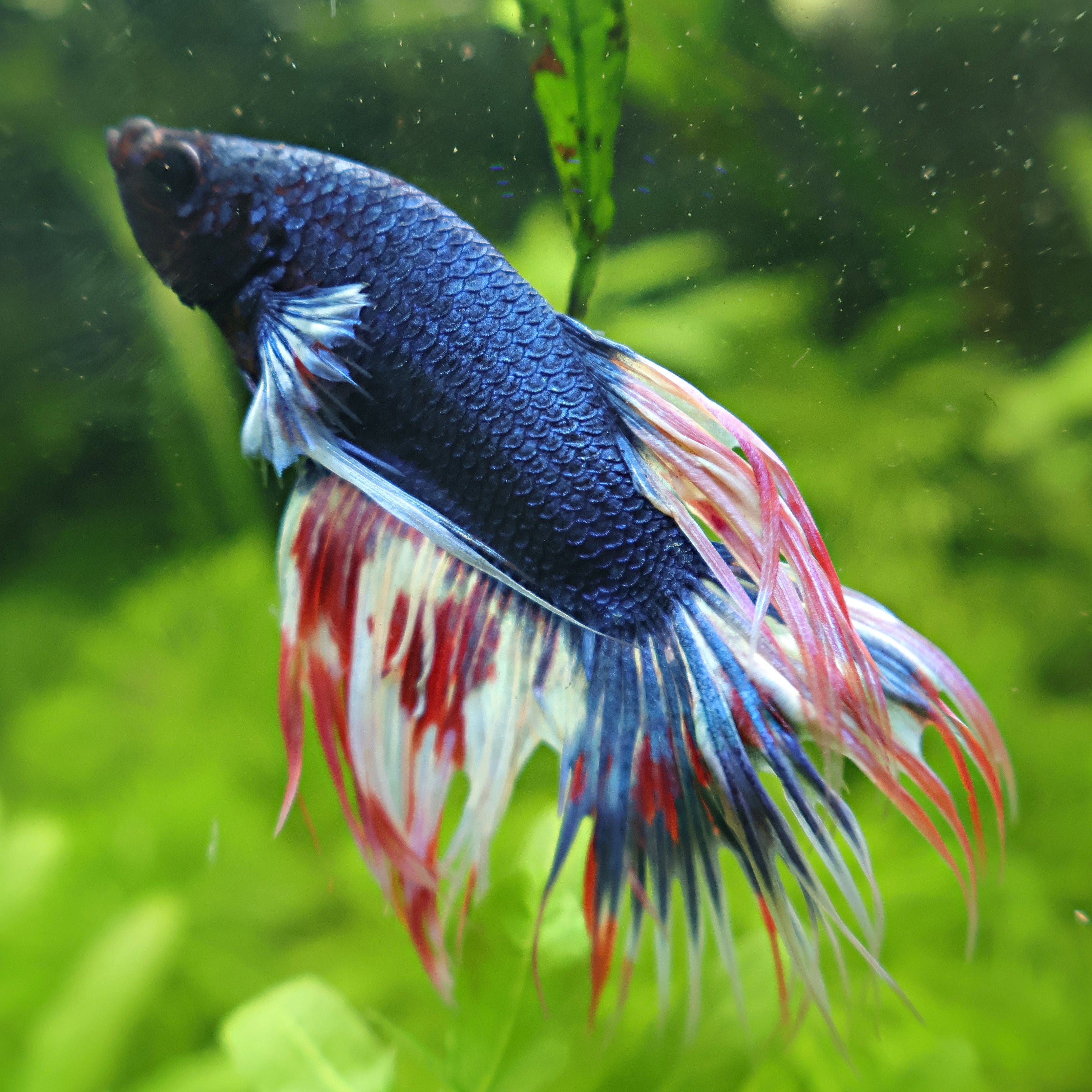 Bound - Mâle Betta Crowntail Bleu Armagedon