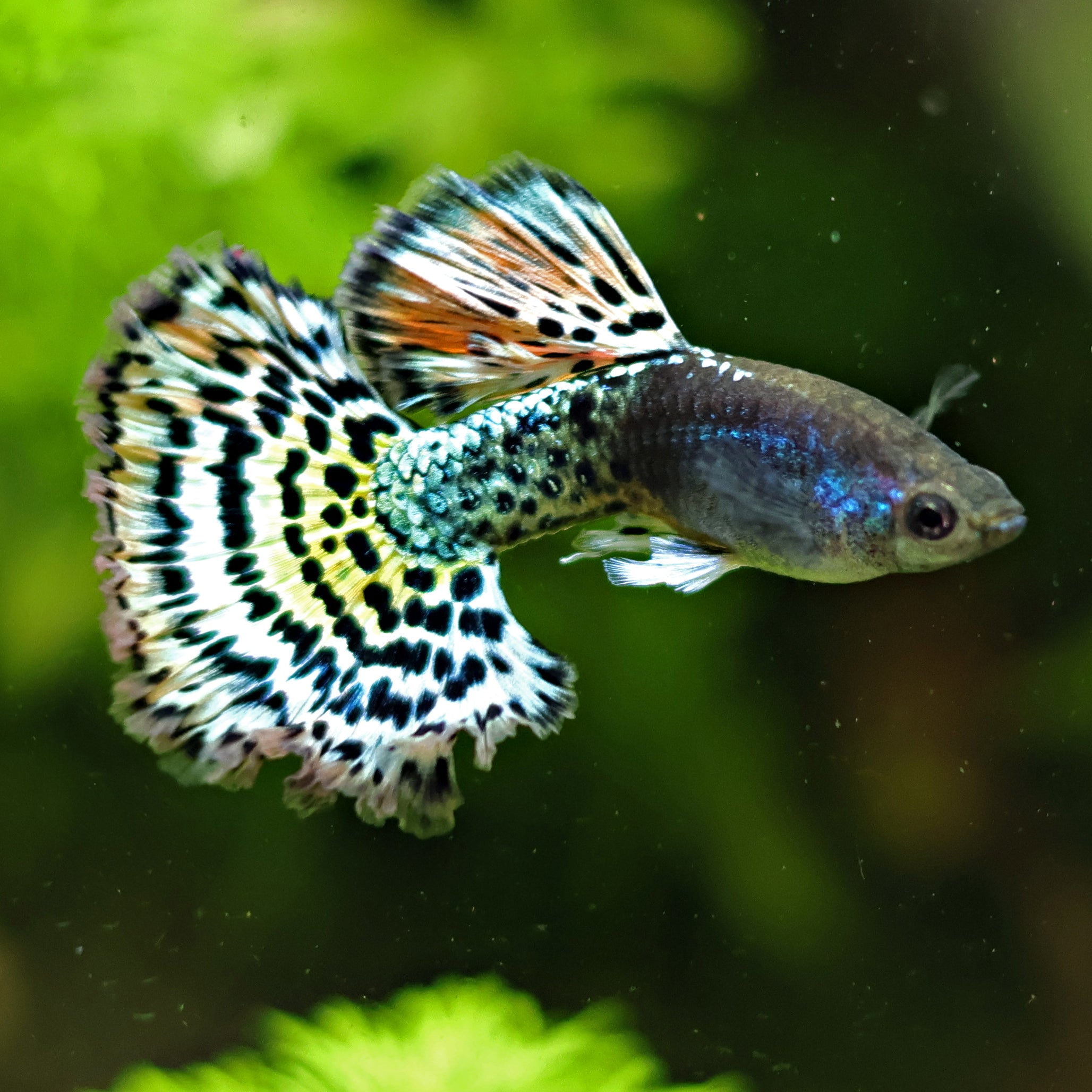 9/ Metal Leopard Multicolors Poecilia Reticulata / Souche Française 🇨🇵