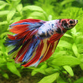 Fiesta - Mâle Betta Voile Long Candy Koi Nemo