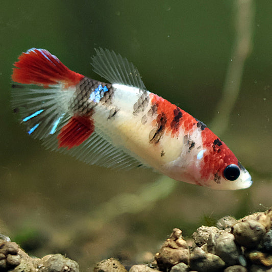 Doty - Femelle Plakat Koi Galaxy 🇮🇩