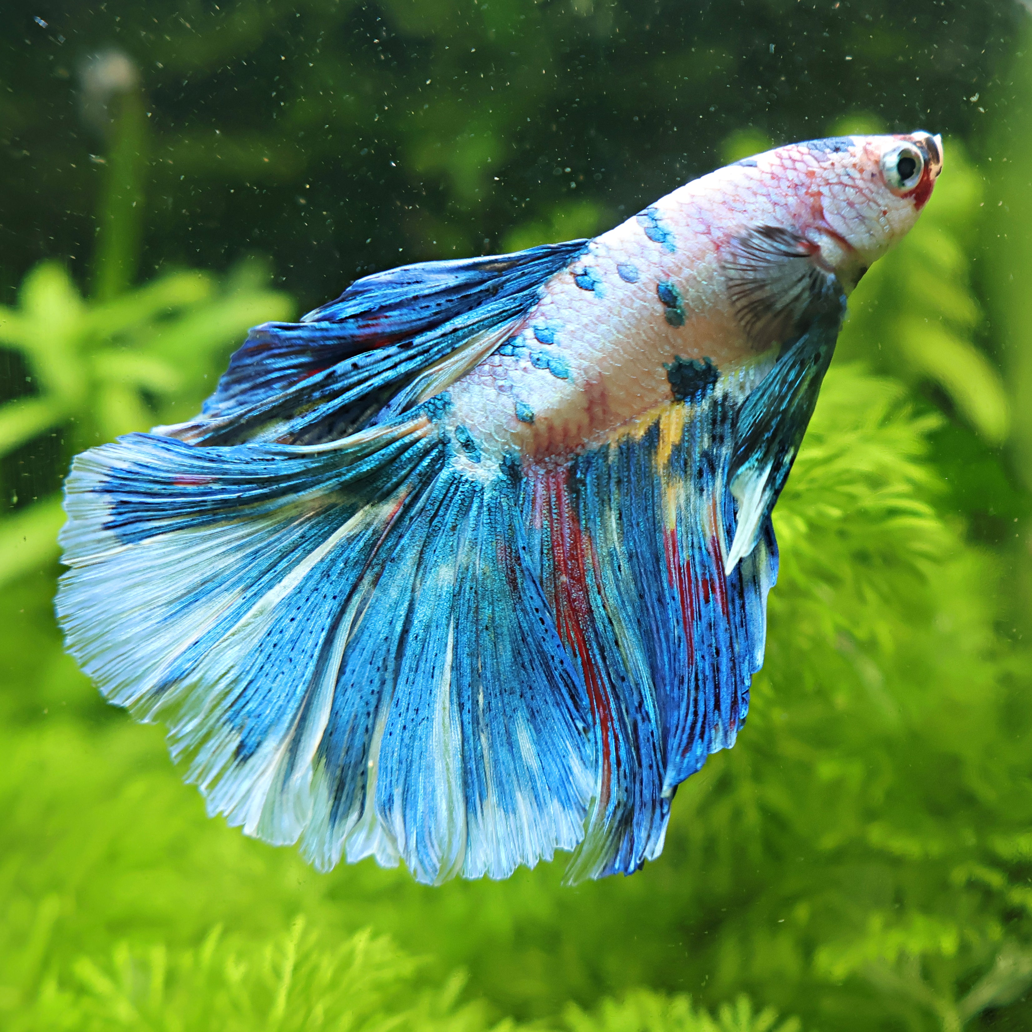 Bloom - Mâle Betta Voile Long Marbré Candy