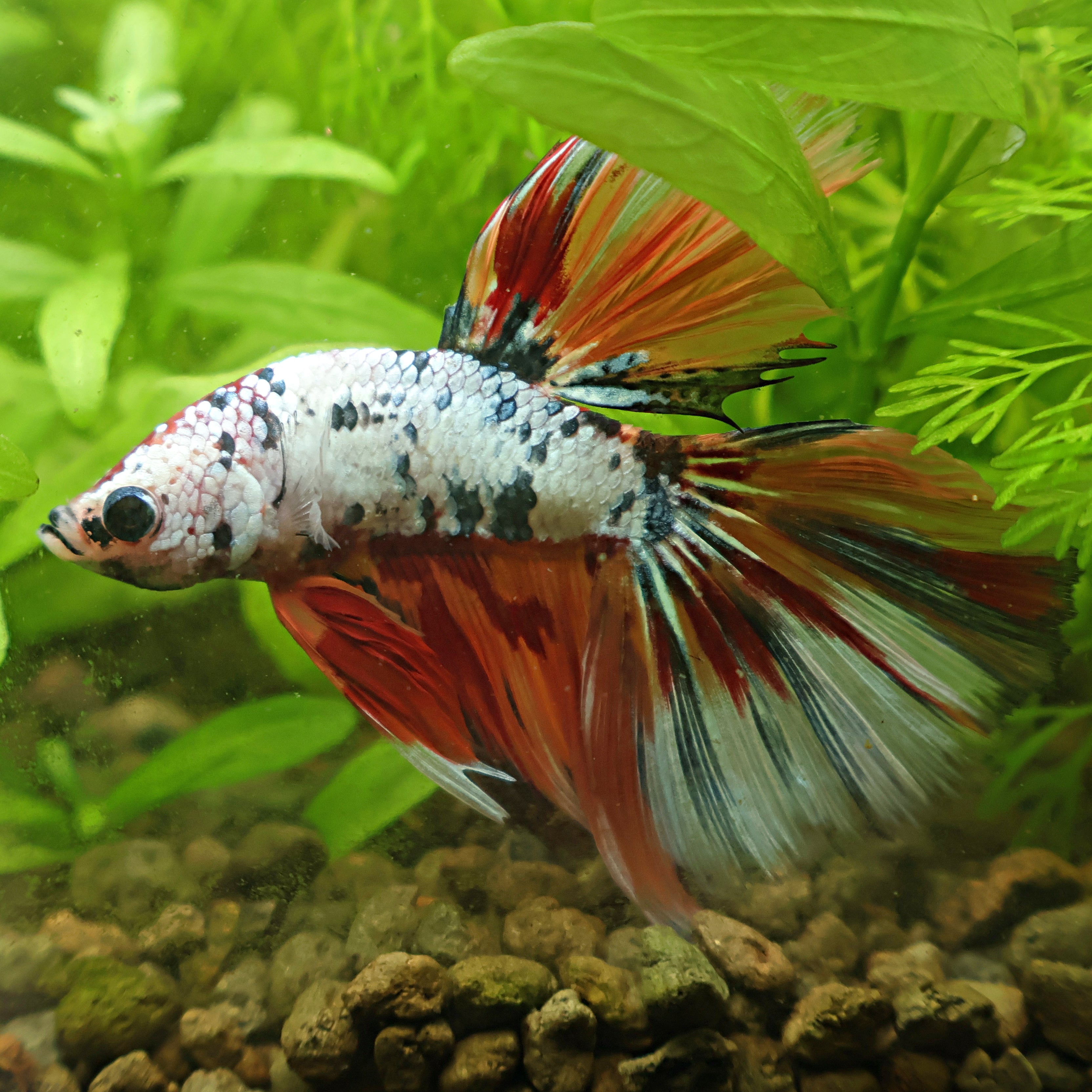 Firework - Mâle Betta Voile Long Candy Nemo