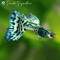 4/ Blue Ice Mosaïc Poecilia Reticulata / Souche Française 🇨🇵