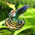 9/ Metal Leopard Multicolors Poecilia Reticulata / Souche Française 🇨🇵
