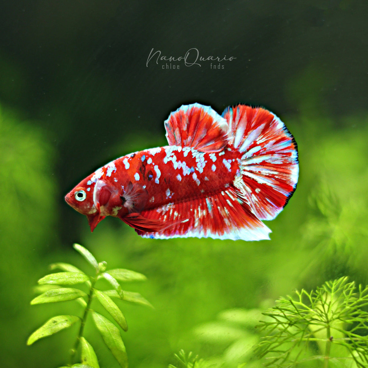 Mâle Plakat Red Galaxy