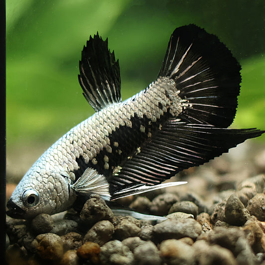 Betta Mâle Plakat Samourai Black