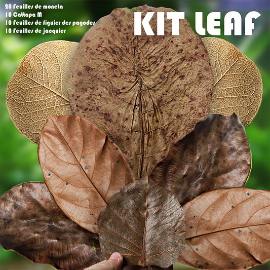 🍂KIT LEAF - Petit Kit 50 Feuilles Biotope