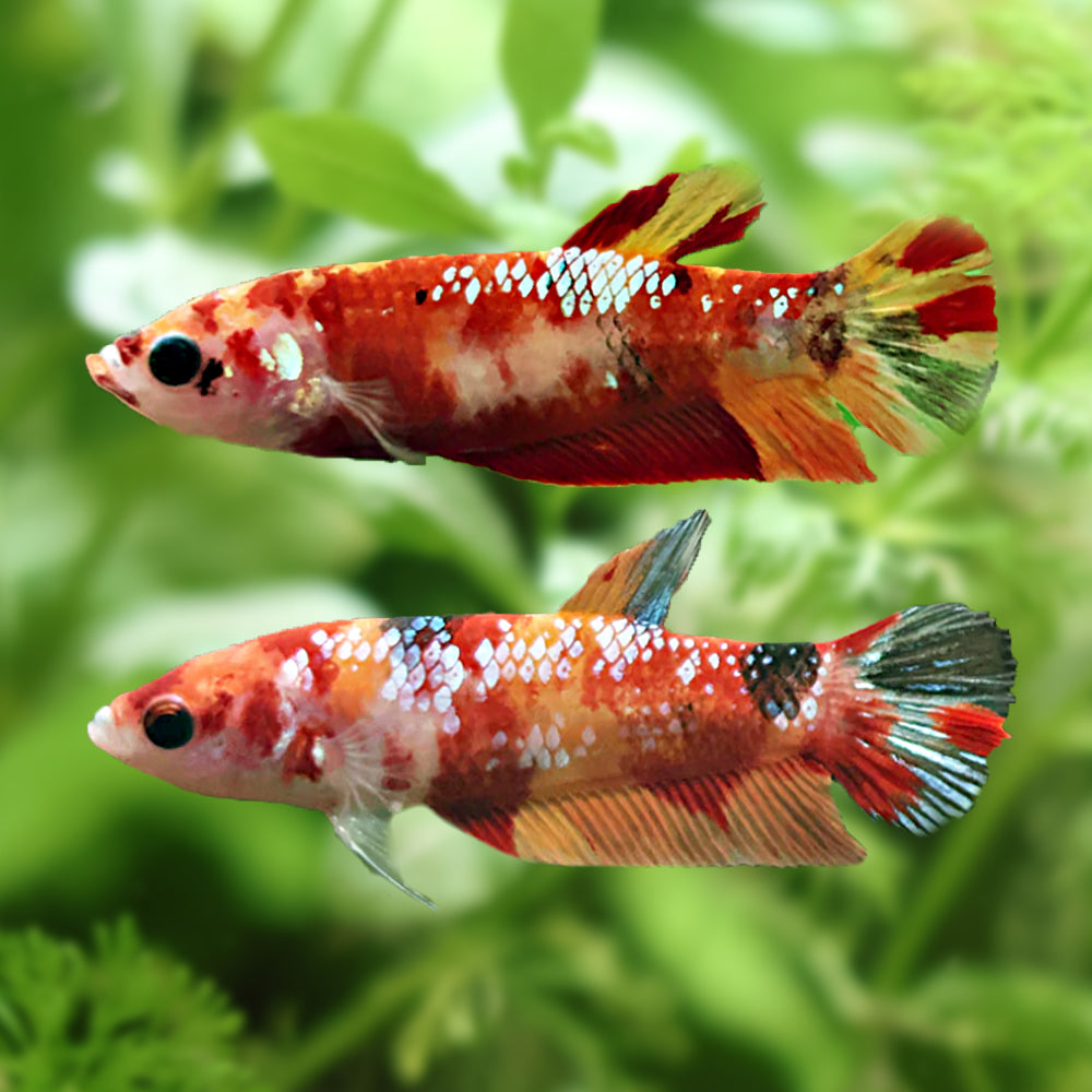 🧡Duo Femelles Plakat Soeurs Koi Nemo Galaxy🇲🇨