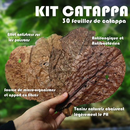 🍂KIT CATTAPA - 30 Feuilles de Cattapa
