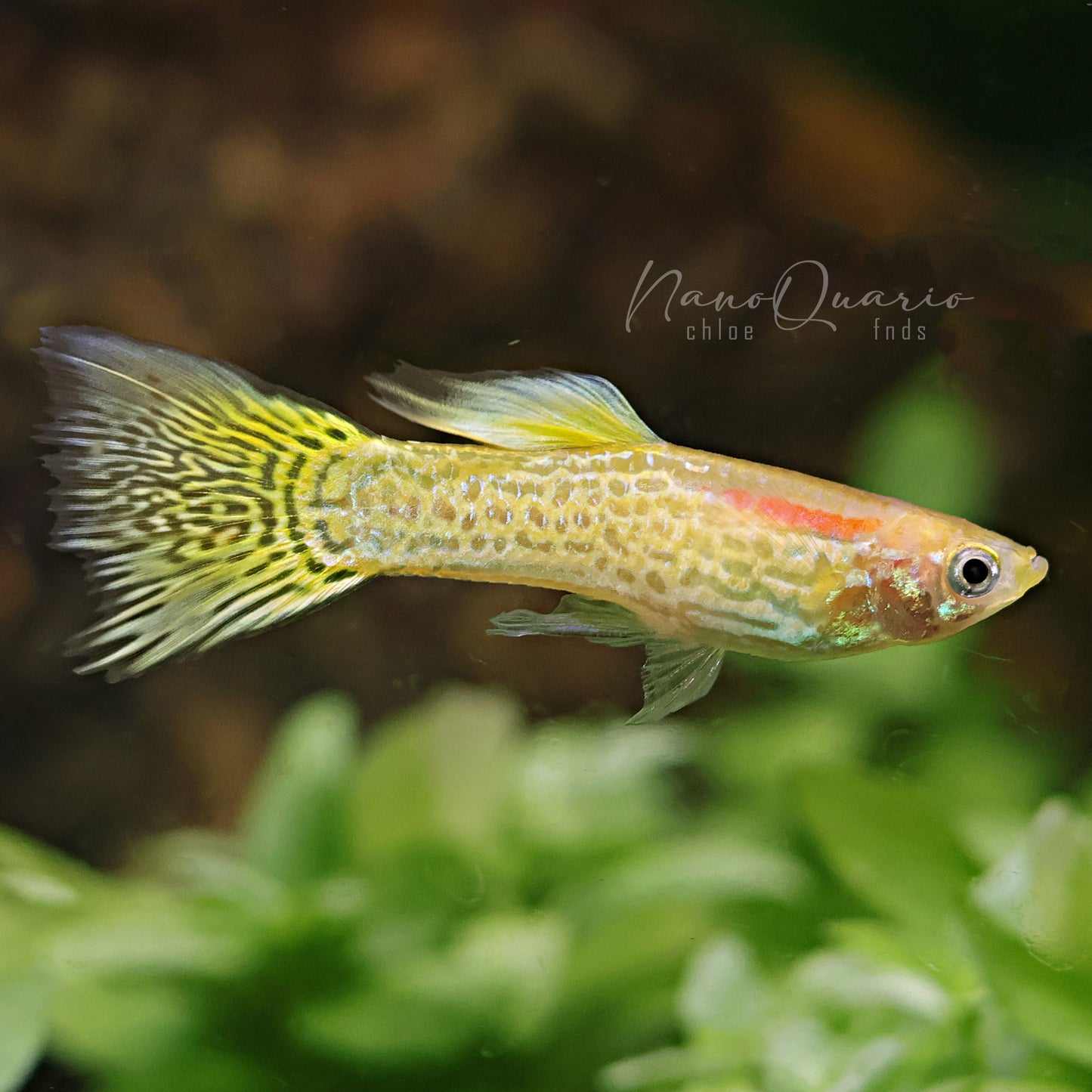 Couple Yellow Gold SnakeSkin Poecillia Reticulata