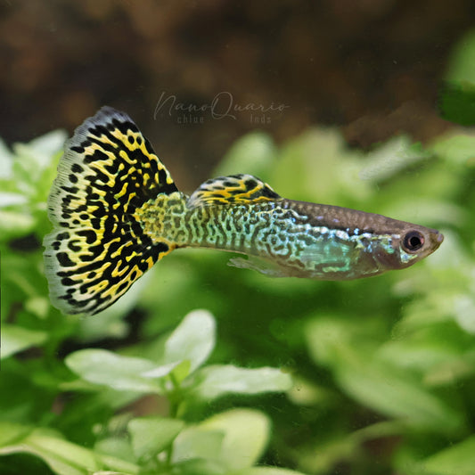 Mâle Mosaic SnakeSkin Yellow Poecilia Reticulata