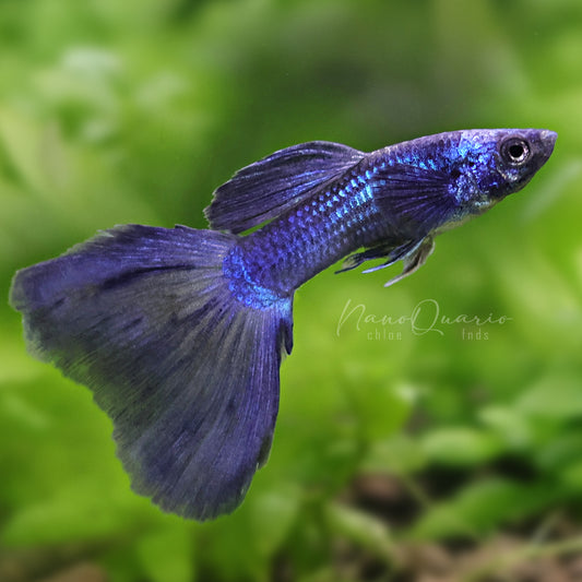 Trio Blue Moscow Poecilia Reticulata (1m 2f)